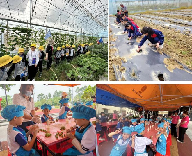 kaiyun中国官方网站8月27日开幕！2024年蓬江·杜阮凤眼果美食文化旅游活动精彩亮点今日全剧透(图4)