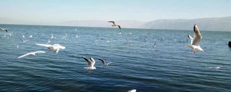 2024昆明旅游攻略景点大全 昆明有什么好玩的地方推荐kaiyun中国官方网站(图1) 2024昆明旅游攻略景点大全 昆明有什么好玩的地方推荐kaiyun中国官方网站(图1)