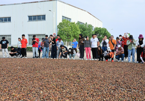够野你就来——2024中国南酸枣之乡旅游文化音乐节齐云山登山节圆满收官(图3) 够野你就来——2024中国南酸枣之乡旅游文化音乐节齐云山登山节圆满收官(图3)