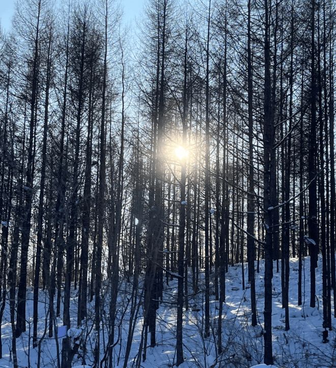 哈尔滨5日游最佳路线哈尔滨必去景点+五天四晚攻略(图2)